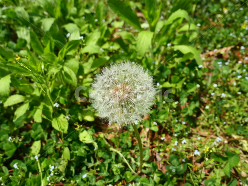 민들레,민들레씨,봄,꽃,씨