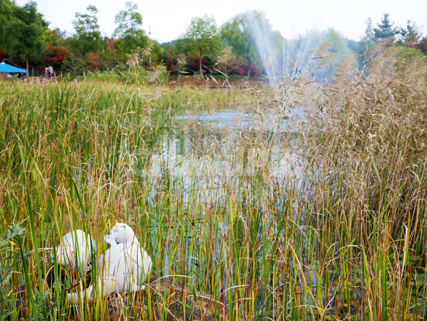 공원,자연,분수,갈대,park,flower,자연,풍경,nature,landscape,outdoors,옥외,land,땅,water,물