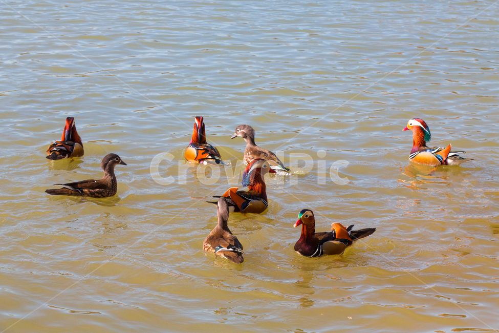 자연,동물,새,원앙,원앙새,야생,야생동물,연못,호수,저수지,겨울,텃새,bird,animal,water,outdoors,옥외,풍경,duck,waterfowl,물새,오리,물오리,비상,동물,animal,조류,새,birds
