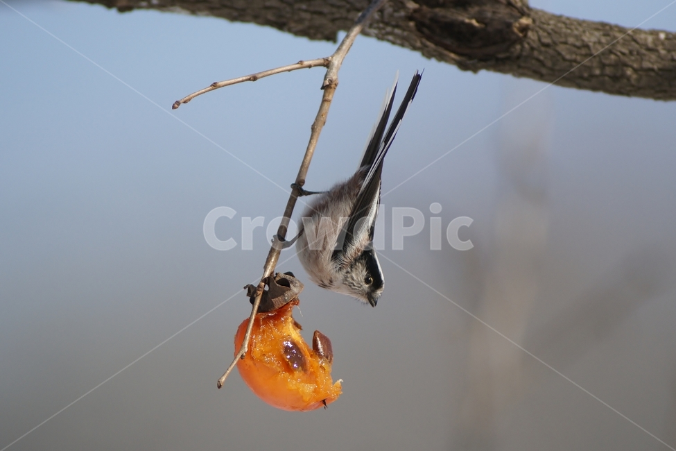 오목눈이,감,홍시,조류,텃새,동물,animal,조류,새,birds