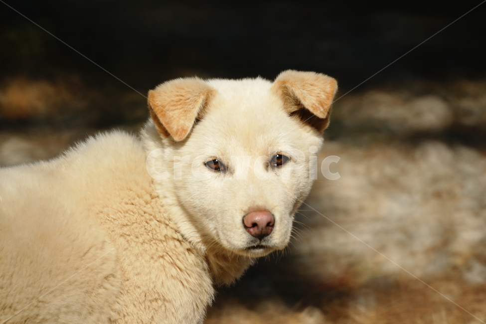 풍산개,강아지,암컷,봄,시골개,동물,animal,포유류,mammal,개,강아지,dog,doggy