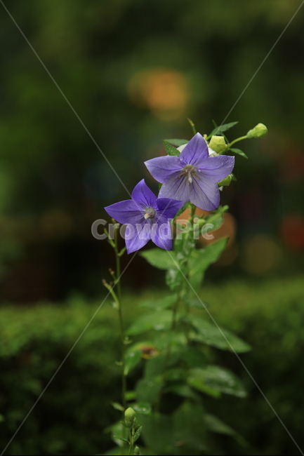 비,소경,풍경,비오는날,비오는소경,rain,식물,자연,plants,nature,꽃,flower