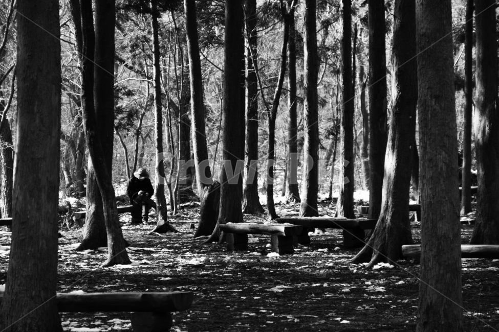 제주도,나무숲,쓸쓸함,소나무숲,소나무,식물,자연,plants,nature,나무,trees,wood,사람,인물,인간,human,person,고독함,외로움,쓸쓸함,우울함,슬픔,lonely,solitary,흑백,모노톤,monochrome,black and white