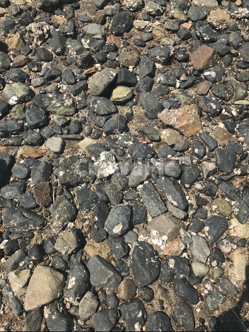 자갈,돌,gravel,pebble,조개