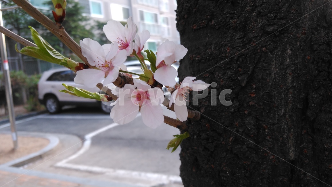 spring,street scene,tree,sight,March,cherry blossom