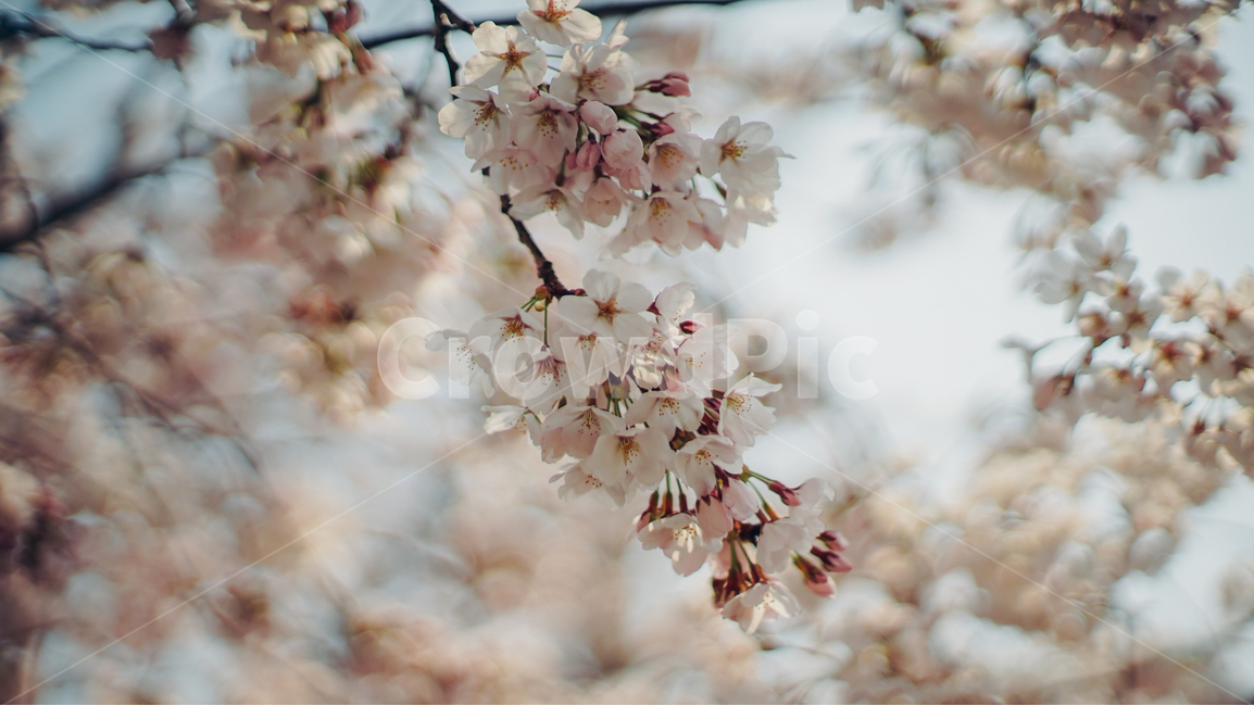 봄,벚꽃,꽃,아련함,화창한,봄,계절,spring,season,plant,식물,flower,blossom