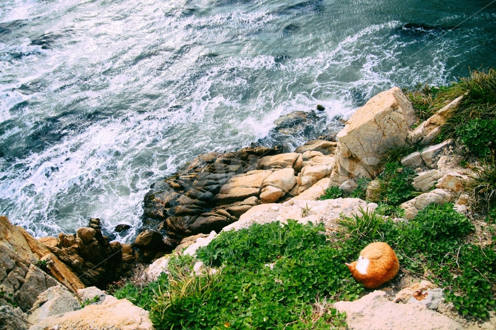 고양이,울산,바위,울산바위,대왕암,고양이바위,바다,자연,자연풍경,동물,자연,풍경,nature,landscape,휴식,힐링,rest,relaxation,healing,동물,animal,포유류,mammal,고양이,cat,kitten,kitty,plant,식물