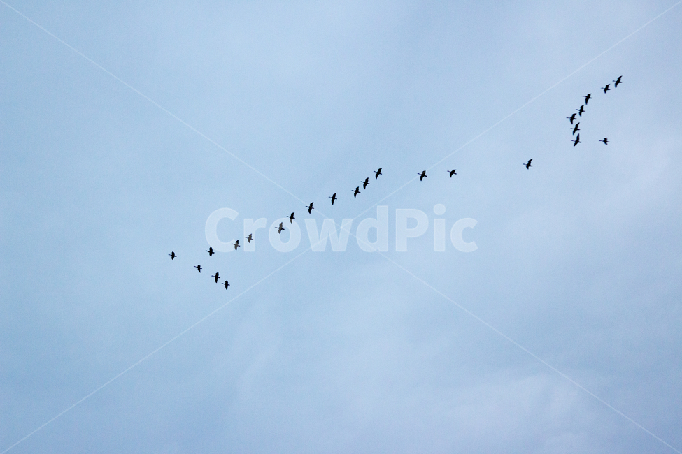 감성,하늘,새,흐림,무리,겨울,철새,공중,자연,동물,animal,조류,새,birds