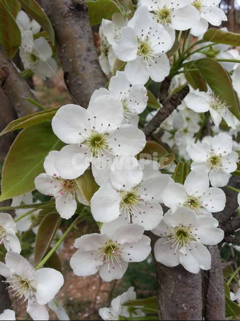 plant,식물,blossom,꽃,flower,벚꽃