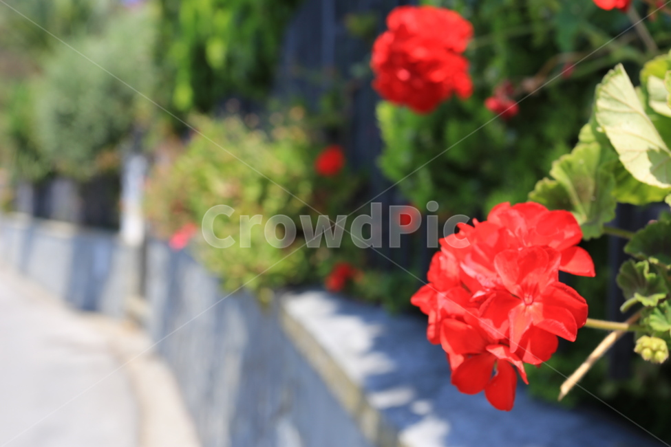 꽃,flower,거리,나무,길