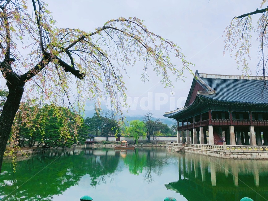 architecture,건축물,building,건물,경복궁,봄,경복궁의봄