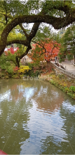 가을,단풍,일본,신사,후쿠오카,절