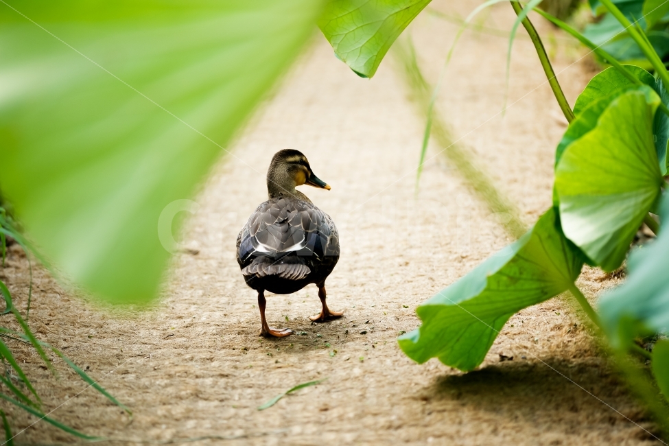 관곡지,연꽃테마파크,자연,동물,연잎,오리,동물,animal,조류,새,birds