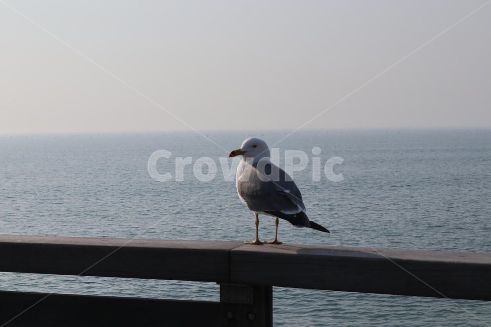 갈매기,새,조류,seagull,제부도,동물,animal,조류,새,birds