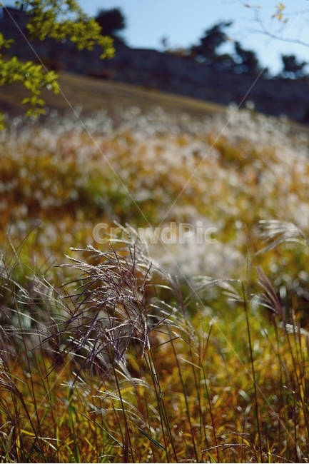 가을,갈대,자연,풍경,쓸쓸함,가을,계절,fall,autumn,season,grass,잔디,plant,식물