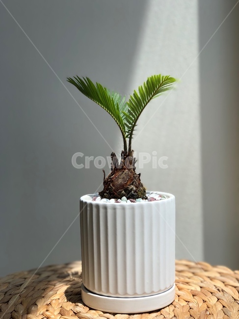 소철,봄,햇빛,미니나무,소철나무,식물,화분,여름,매장,애완식물,나무,미니소철
