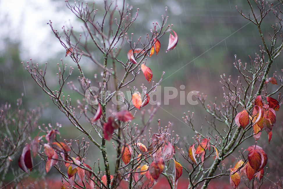 낙엽,plant,식물,가을,날씨,앙상한,가지