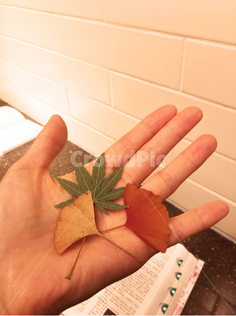 가을낙엽,단풍잎,은행잎,초록단풍,붉은은행,가을잎,나뭇잎