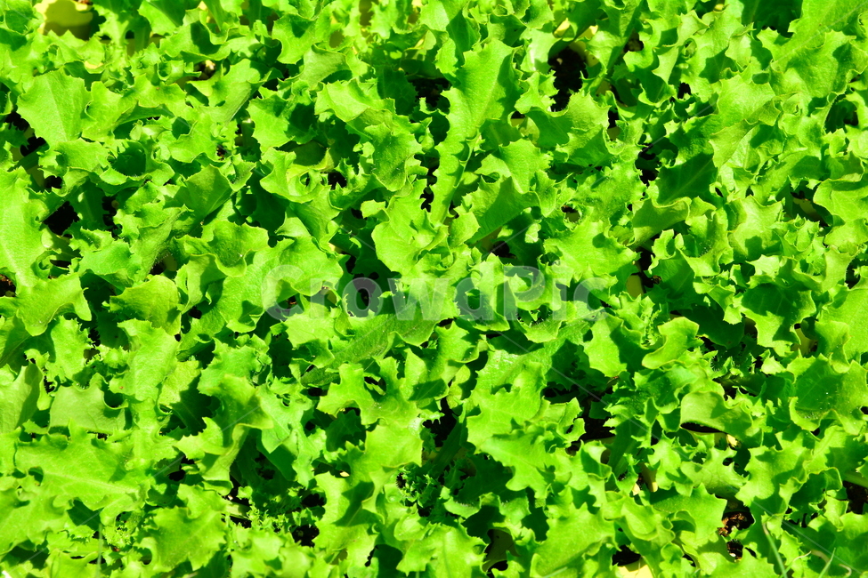 봄이미지,야채,채소,봄,신선,비타민,건강식품,food,fresh,녹색채소,쌈,재료,그린,잎새,새순,새싹,패턴,자연,초본,풀,줄기,식물,배경,백그라운드,바탕화면,그리너리,싱그러운,순수,무공해,청정,초록,녹색,green,출발,시작,새잎,봄소식,봄날,3월,4월,spring,background,plant,new,스타트,start,어린,연약한,natural,먹거리,다이어트,봄,계절,spring,season,식물,자연,plants,nature,채소,야채,vegetables,음식,lettuce,상추,vegetable