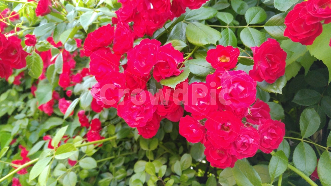 장미,붉은장미,꽃,붉은색,녹색,장미축제,식물,배경,감성,계절,사랑,rose,redroses,flower,red,green,rosefestival,flants,background,emotional,season,love