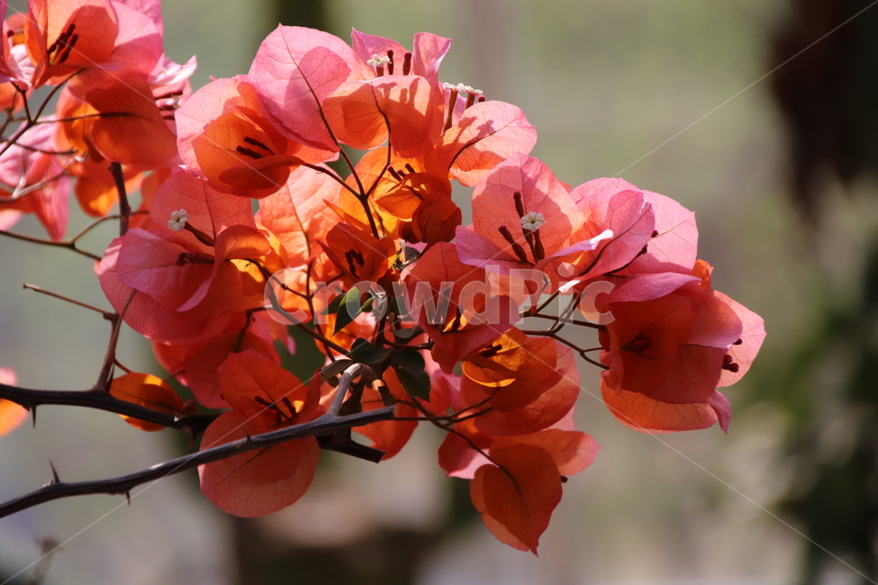 자연,수목원,꽃,꽃나무,풍경,식물,자연,plants,nature,꽃,flower