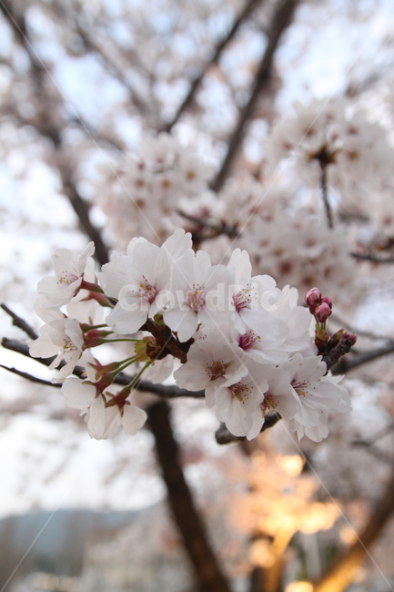 spring,cherry blossom tree,Cherry Blossom,Sunny,flower
