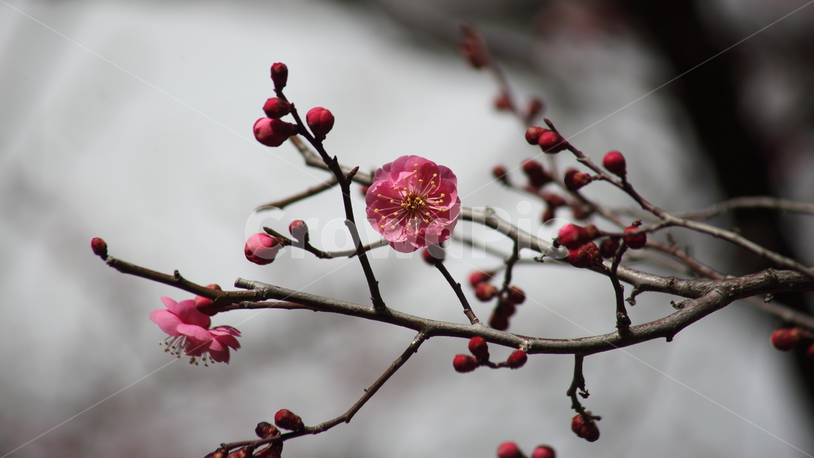 매화,홍매화,식물,japaneseapricot,prunusmume,봄꽃,봄,식물,자연,plants,nature,꽃,flower