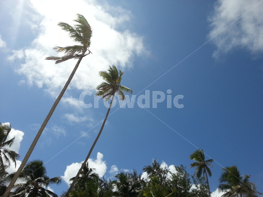 잔지바르,바다,휴양,스톤타운,해변,자연,풍경,nature,landscape,plant,식물,summer,여름,tree,나무,palm tree,야자수