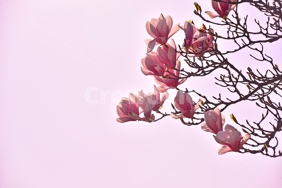 목련꽃,자목련,자주색꽃,봄꽃,봄배경,꽃,플라워,plant,식물,퍼플,나무꽃,진자주색,purple,동양적인,야외,옥외,나뭇가지,꽃잎,식물,자연,plants,nature,꽃,flower