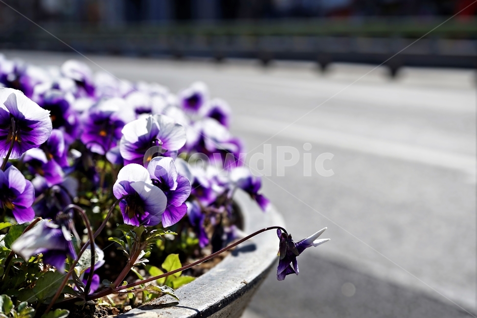 봄,정원,가드닝,원예,원예식물,화려,식물,꽃,garden,scent,healing,bloom,colorful,floral,flower,gardenflowers,happymind,life,nature,plant,spring
