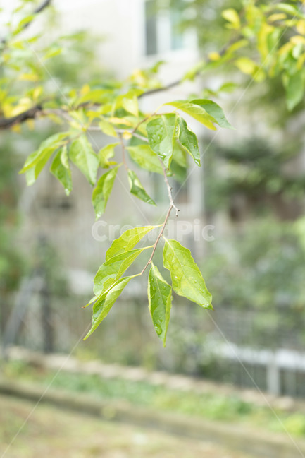 자연,가을,풀,이슬,빗방울,초록,식물,자연,plants,nature