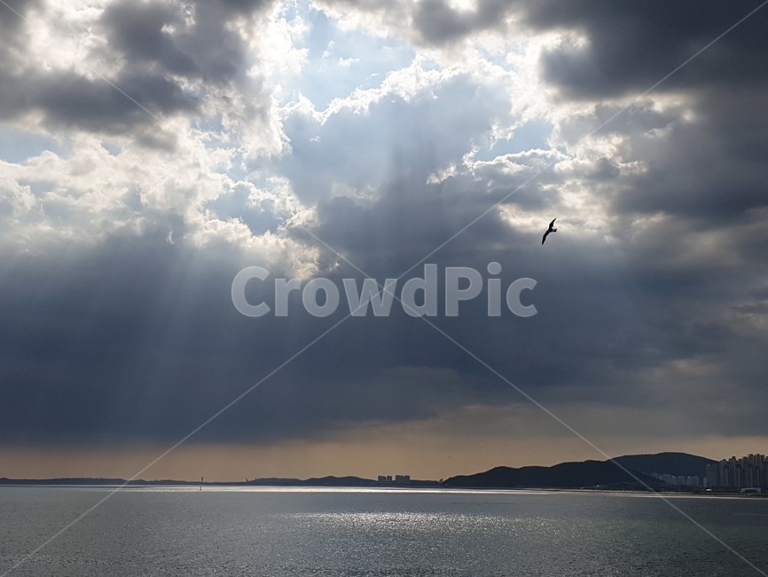 햇빛,자연,새,outdoors,nature,자연,풍경,nature,landscape,sunlight,옥외,bird,animal,동물,flare,플레어,light,빛