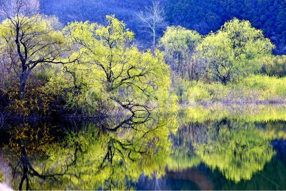 풍경,봄,자연,잔잔함,물가,아름다운,벚꽃,알록달록,봄,계절,spring,season,자연,풍경,nature,landscape,한국자연풍경,한국자연경관,korea nature landscape,water,물,outdoors,옥외,tree,나무,plant,식물,land,땅
