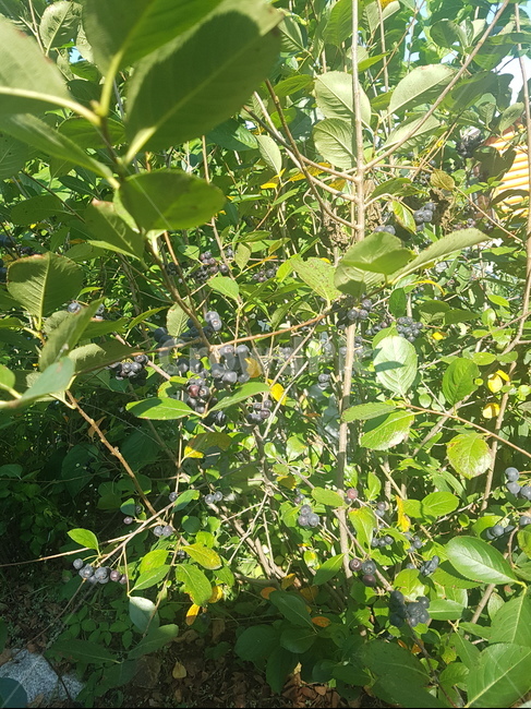plant,식물,fruit,과일,food,식품,블루베리,식물,자연,plants,nature,나무,trees,wood,과일,열매,fruit