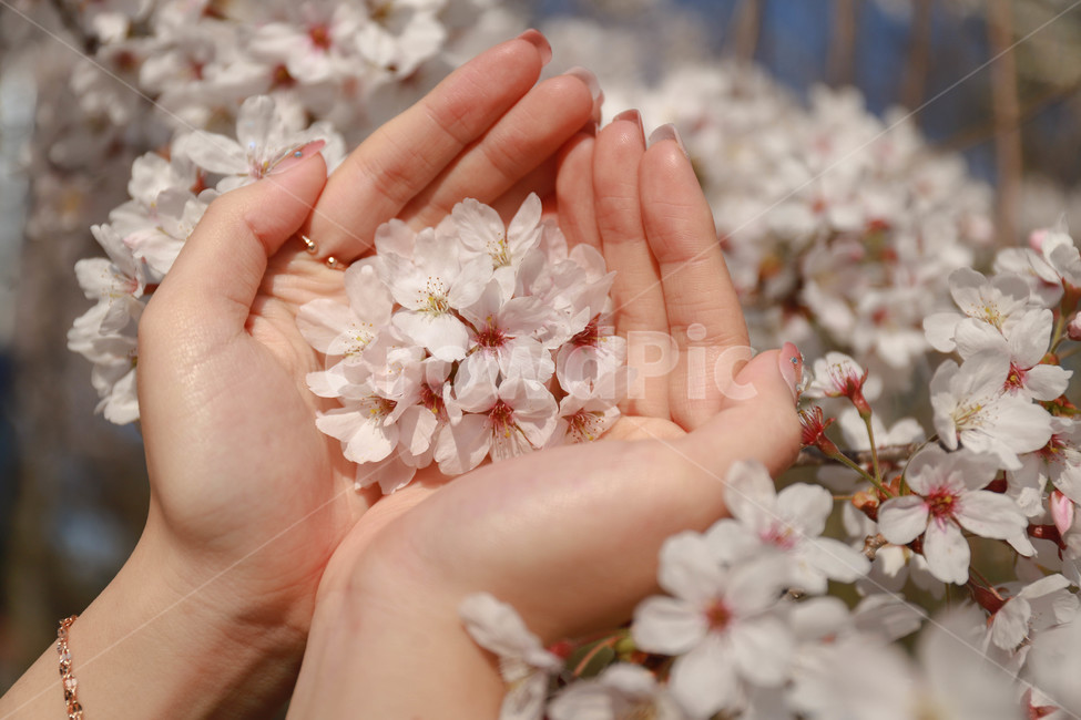 벚꽃,손길,꽃,식물,봄,감성,blossom,cherryblossom,hand,flower,plant,spring,봄,계절,spring,season