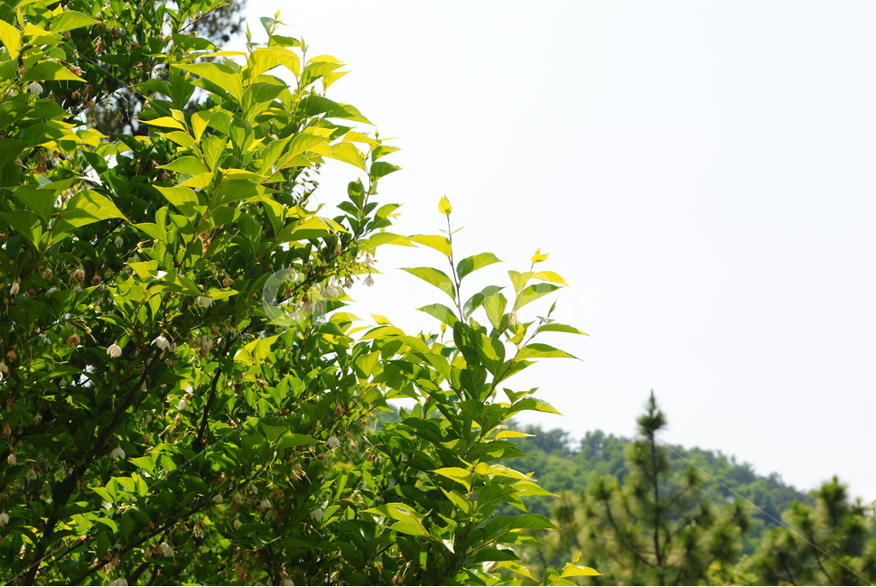자연,초록,하늘,나무,잎,푸른,나뭇잎,식물,자연,plants,nature
