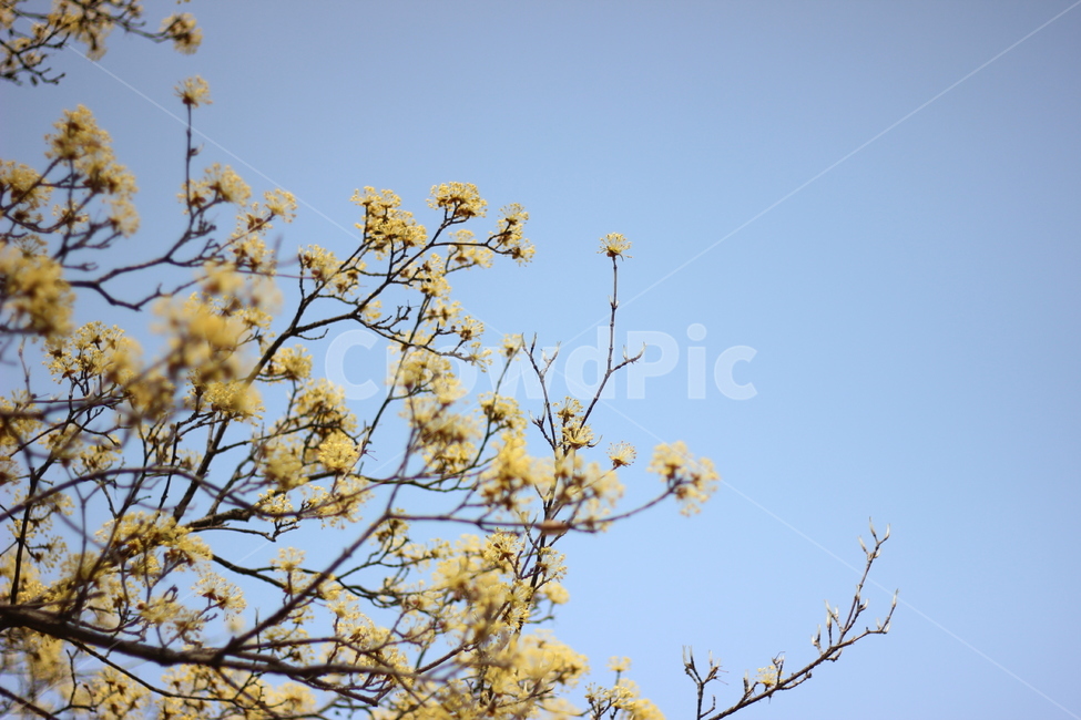 봄,봄꽃,벚꽃,꽃,풍경,산수유,노랑,노란색,노랑색,yellow,봄,계절,spring,season,식물,자연,plants,nature,꽃,flower