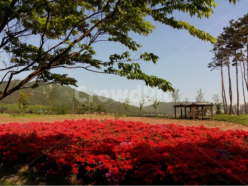 영산홍,빨강,빛,연두잎,정열,자연,풍경,nature,landscape,한국자연풍경,한국자연경관,korea nature landscape,plant,식물,tree,나무