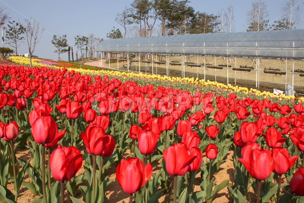 꽃,flower,식물,plant,빨강튤립,튤립