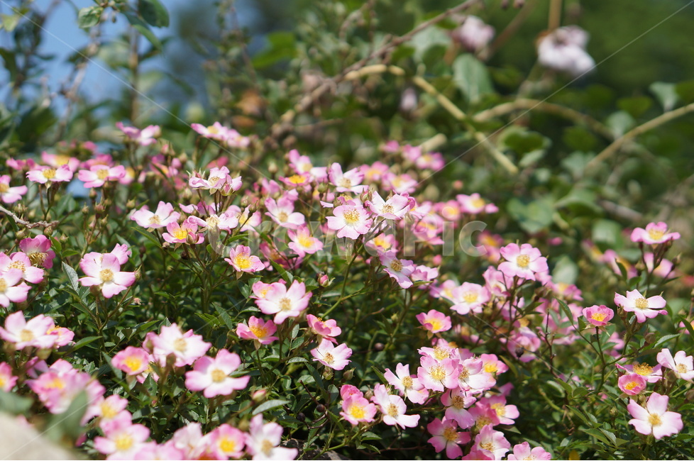 외암리,풍경,5월,맑음,꽃,식물,자연,plants,nature,꽃,flower