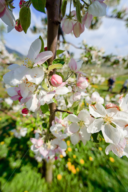 사과꽃,하늘,꽃,과일꽃,정원,식물,자연,plants,nature,꽃,flower
