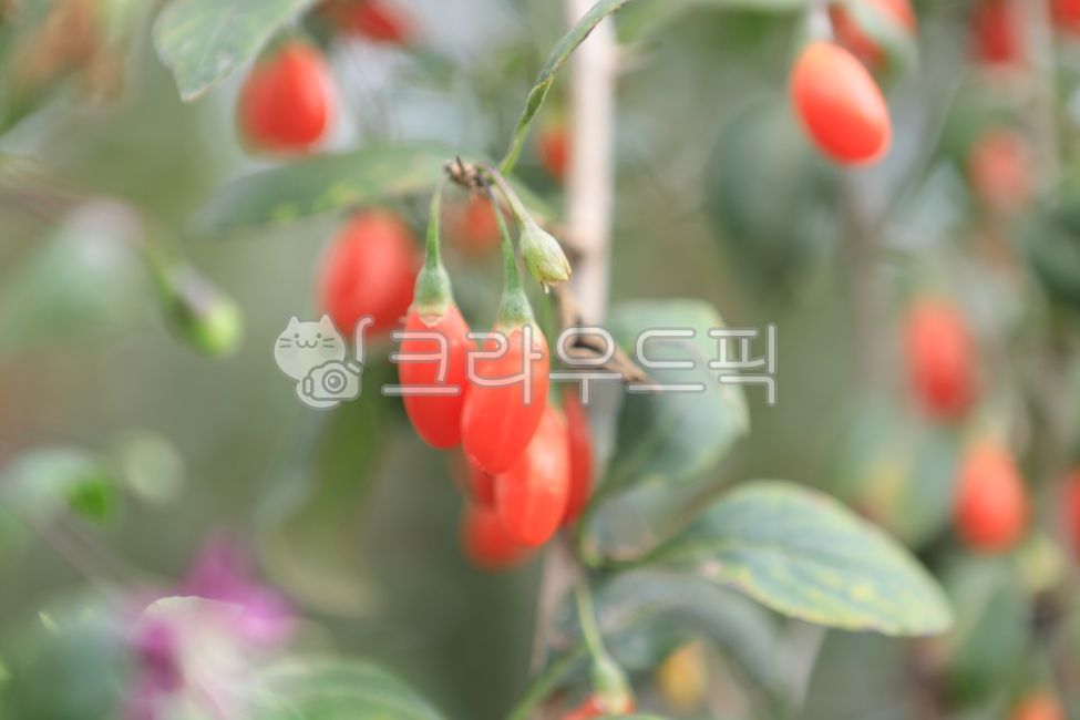 구기자,건구기자,구기자한방약재,구기자열매,건조구기자