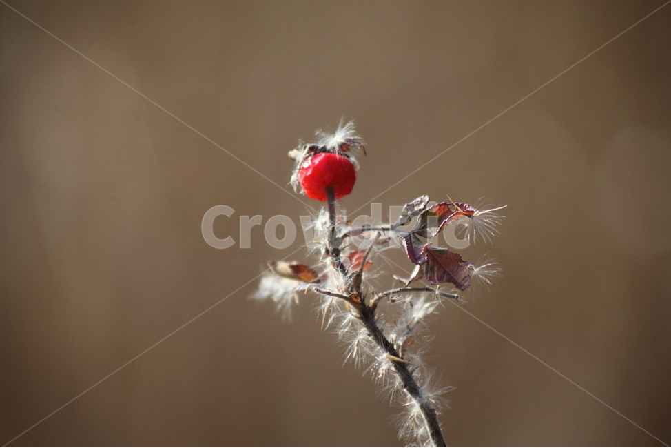 해당화,열매,종자,식물,fruit,가을,계절,fall,autumn,season,식물,자연,plants,nature,과일,열매,fruit,outdoors,옥외,ice,빙