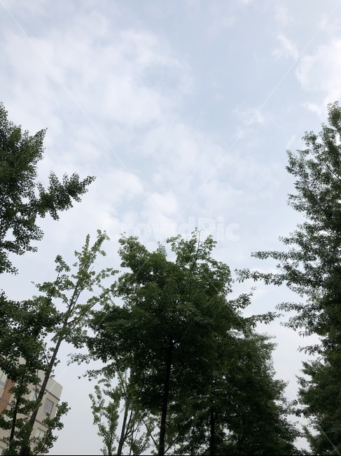 나무,하늘,구름,초록색,하늘색