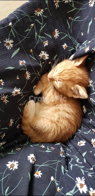 고양이,아깽이,아기고양이,러블리,새끼고양이