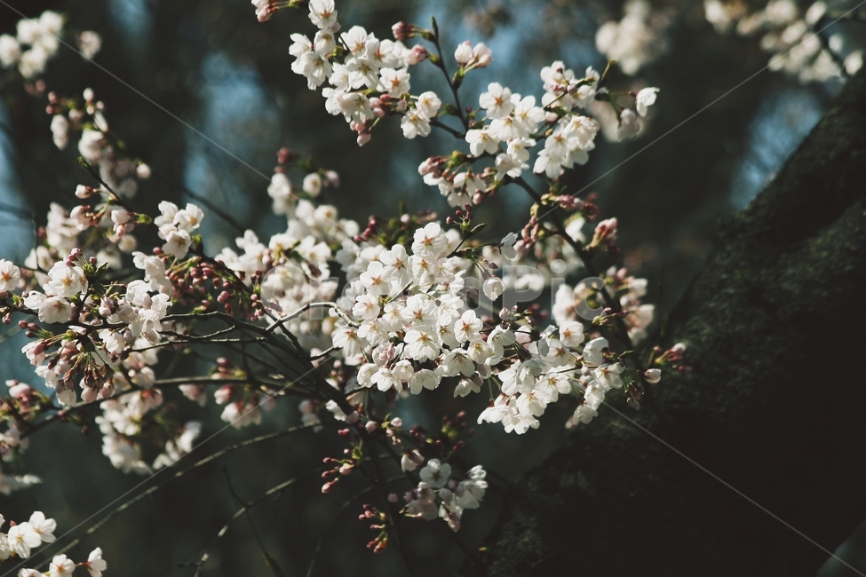 flower,blossom,plant,꽃,식물