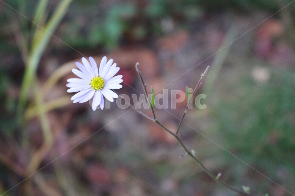 꽃한송이,꽃,가을꽃,flower,fall,autumn