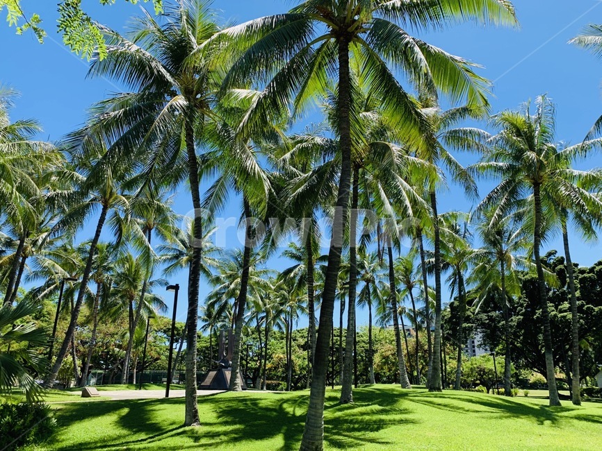 여름,잔디,grass,plant,summer,식물,야자수,나무,숲,hawaii,자연,풍경,nature,landscape