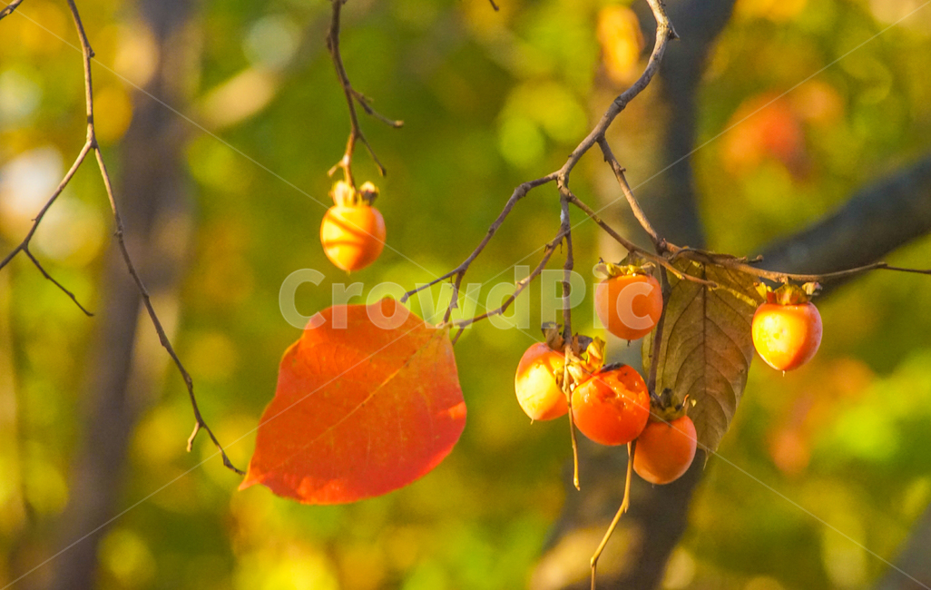감,감나무,나무,과일,열매,가을,단풍,식물,자연,plants,nature,과일,열매,fruit