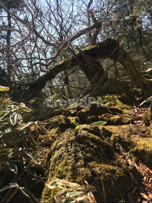 숲,자연,나무,한라산,빛,제주,바위,이끼,초록,제주도,산책,숲길,산책길,경치,자연,풍경,nature,landscape,tree,plant,식물,tree trunk,나무 줄기